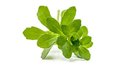 Bacopa Monnieri Extract