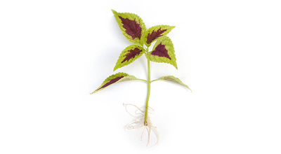 Coleus Forskohlii 20% Extract