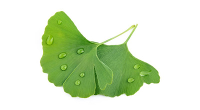 Ginkgo Biloba Extract