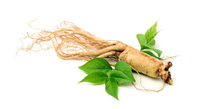Panax Ginseng Leaf Extract 20%