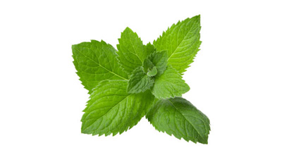 Lemon Balm Extract