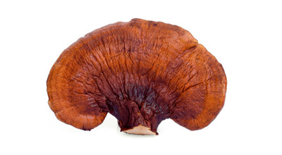 Red Reishi Mushroom Extract 8:1