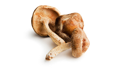 Shiitake Mushroom Extract 1:1 Organic