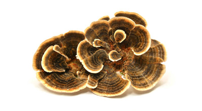 Turkey Tail Mushroom 8:1 Extract